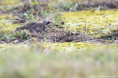 Horned Lark