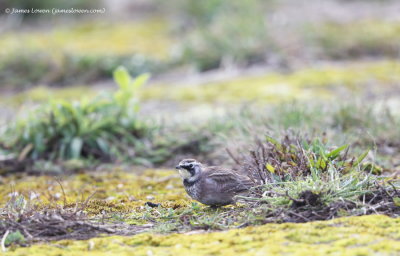 Horned Lark
