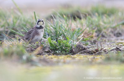 Horned Lark