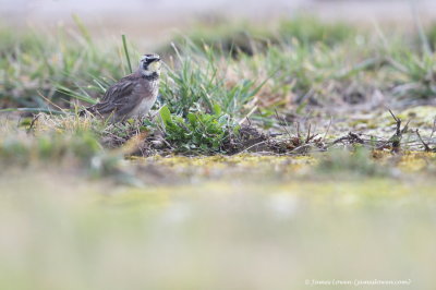 Horned Lark