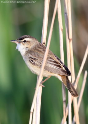 Sedge Warbler