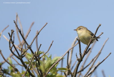 Willow Warbler