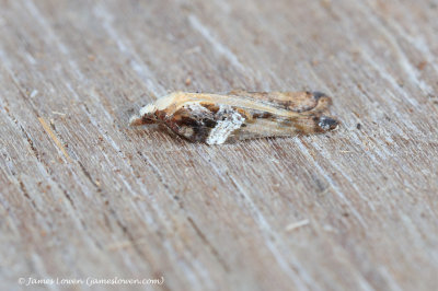 Acleris cristana