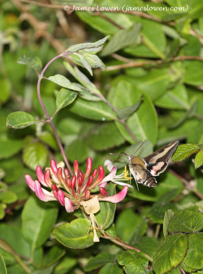 Bedstraw Hawk-moth