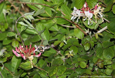 Bedstraw Hawk-moth