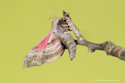 Eyed Hawk-moth