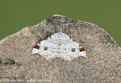 Peacock Moth