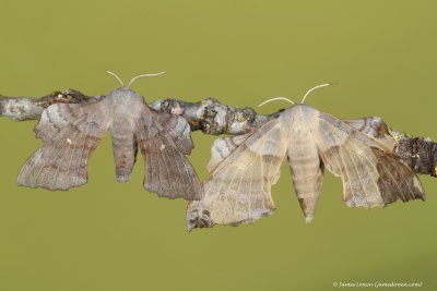 Poplar Hawk-moth, buff variant