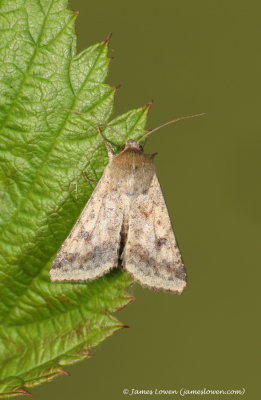 Scarce Bordered Straw