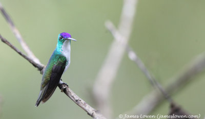 Andean Emerald