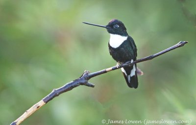 Collared Inca