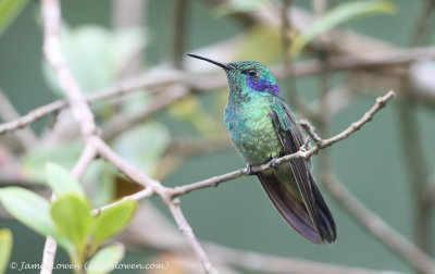 Green Violetear