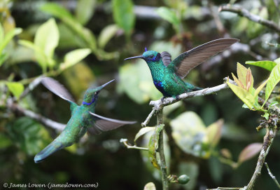 Sparkling Violetear