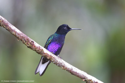 Velvet-purple Coronet