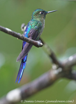 Violet-tailed Sylph (male)