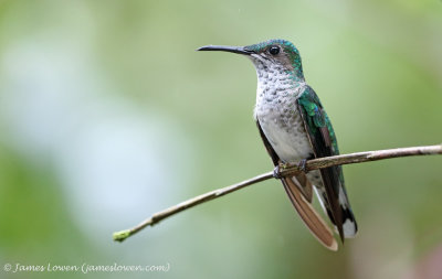  White-necked Jacobin (female)