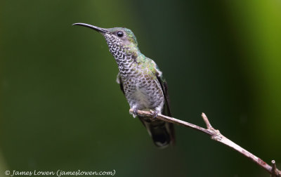  White-necked Jacobin (female)