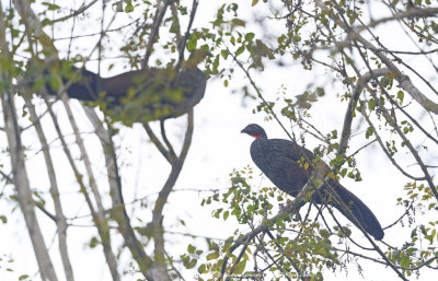 Cauca Guan