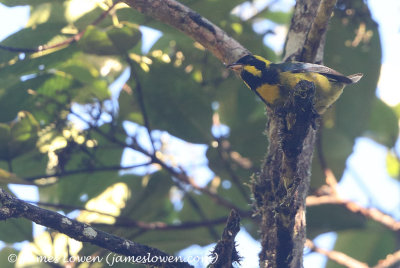 Gold-ringed Tanager