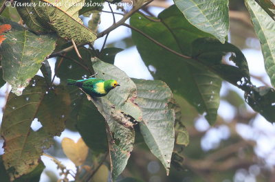 Multicoloured Tanager