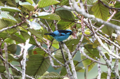 Turquoise Dacnis(-Tanager)