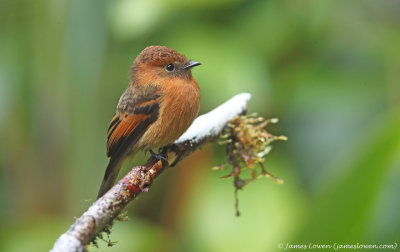 Cinnamon Flycatcher