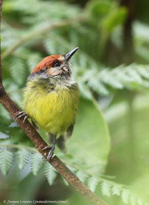 Rufous-crowned Pygmy Tyrant