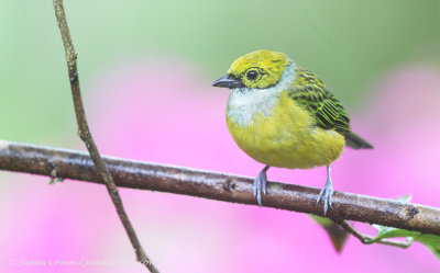  Silver-throated Tanager
