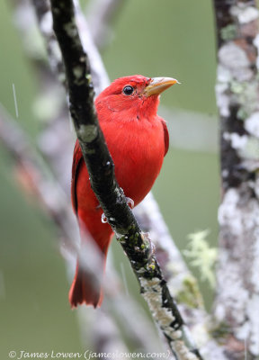  Summer Tanager (male)