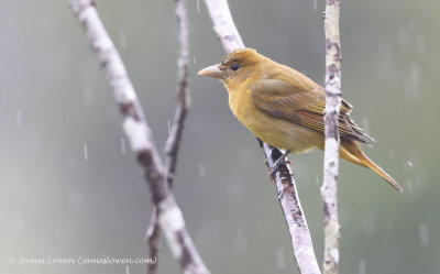  Summer Tanager (female)
