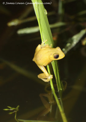 Leaf frog sp