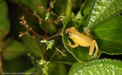 Leaf frog sp