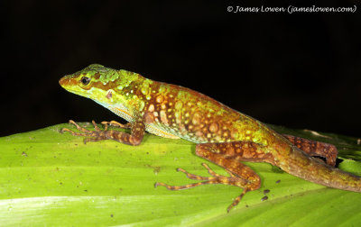 Speckled Anole