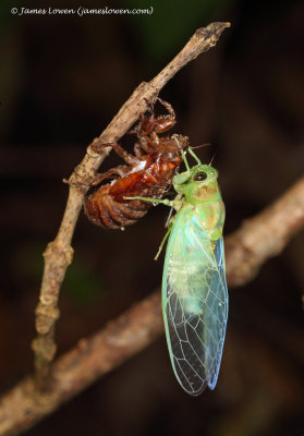 cicada sp, mid-metamorphosis
