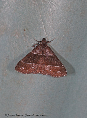 moth sp