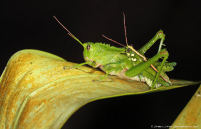 grasshopper sp
