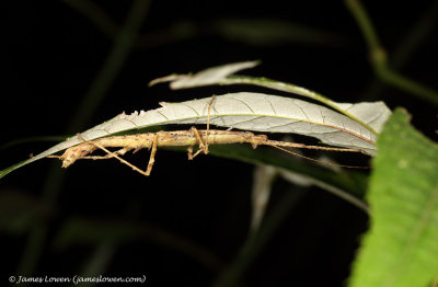 stick insect sp