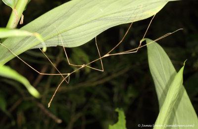 stick insect sp