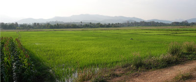 10-Phrao/rice Field-near Khum Lanna