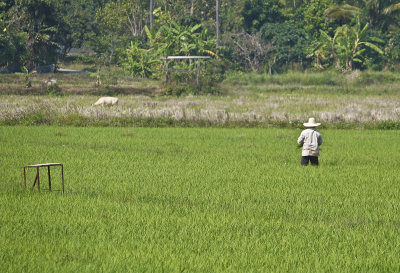 10-Phrao/Rice Field near Khum Lanna