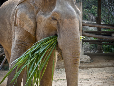 11-Thai Elephant Care Center