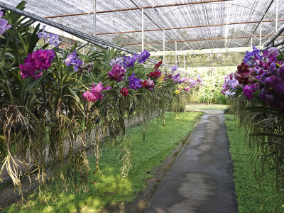 12-Orchid garden