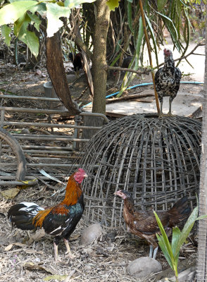 5-Bang Khonthi/coconut farm rooster