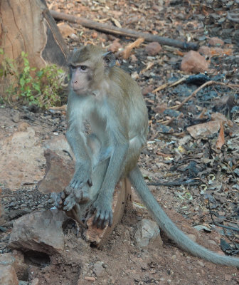 7-Thailand Macaque