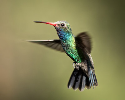 Hummingbirds - Arizona
