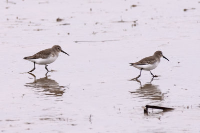 Dunlin Shorebirds + Peregrine