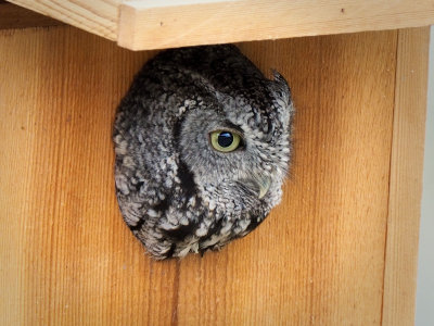 'Harriet' the Eastern Screech Owl
