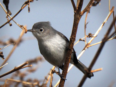 PC181456 -Blue Gray Natcatcher.jpg