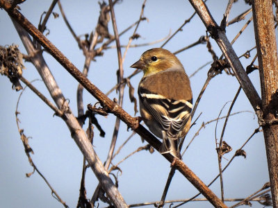 PC181471 - Non-breeding Male American Goldfinch.jpg