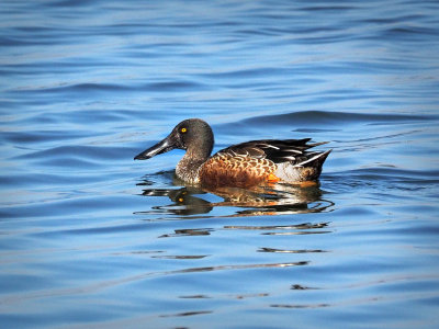 PC181510 - Male Northern Shoveler.jpg